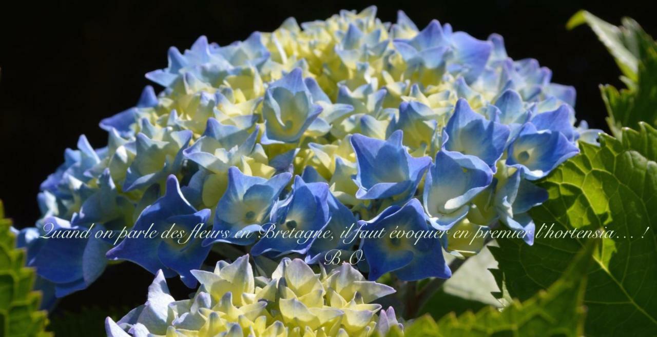 Le Clos Des Agapanthes Plogonnec ภายนอก รูปภาพ