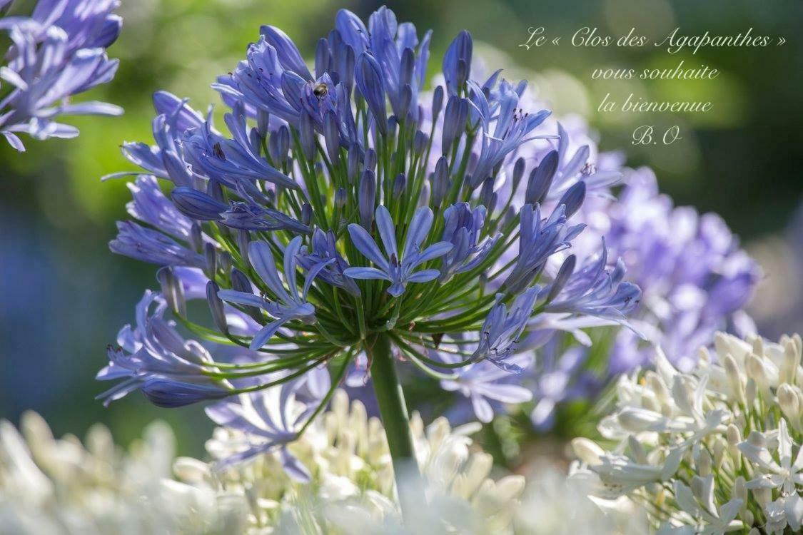 Le Clos Des Agapanthes Plogonnec ภายนอก รูปภาพ